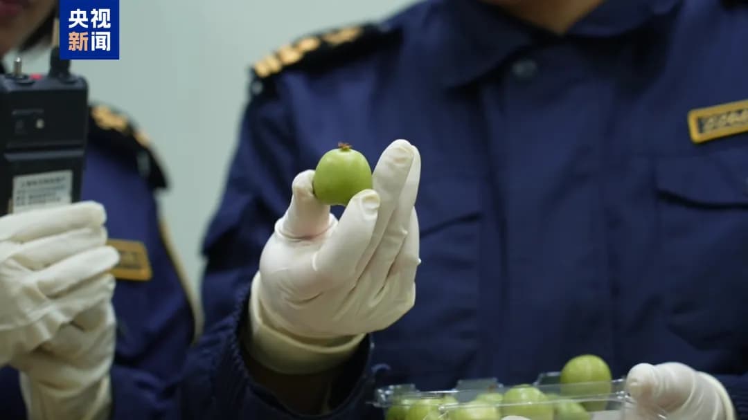 New Zealand kiwi berries.jpeg